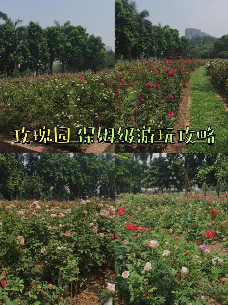 玫瑰小镇的玫瑰有什么用_玫瑰小镇怎么进_玫瑰小镇玫瑰图鉴