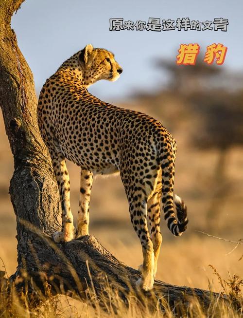 猎豹车主论坛_猎豹论坛_猎豹论坛论坛