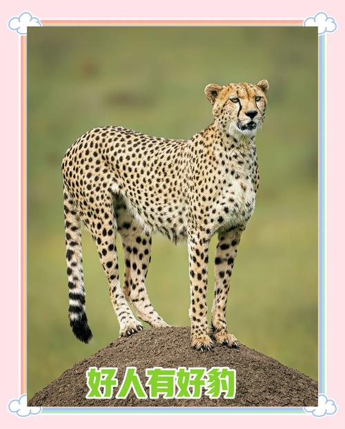 猎豹论坛论坛_猎豹论坛_猎豹车主论坛