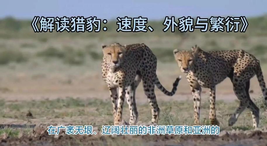 猎豹论坛_猎豹车主论坛_猎豹论坛论坛