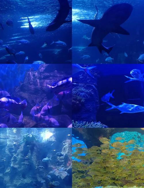 探秘海底世界：多样风格呈现的视觉盛宴，你了解多少？