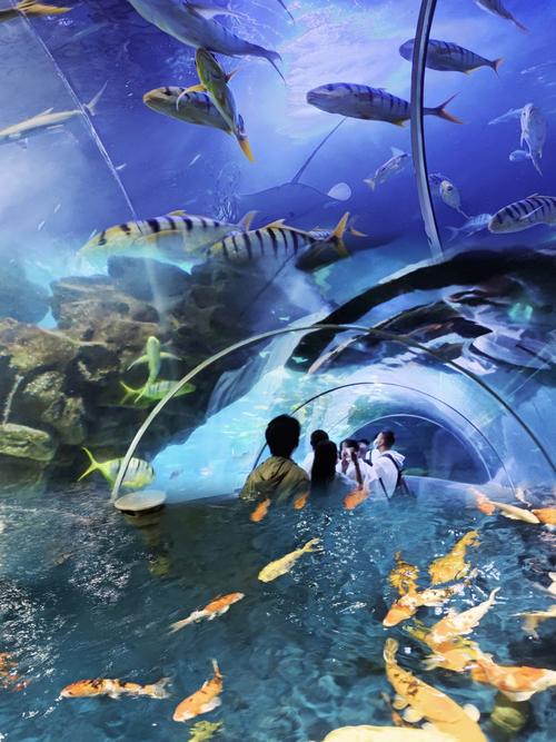 动态海底世界图片大全下载_海底动态图片大全_海底世界动态图片