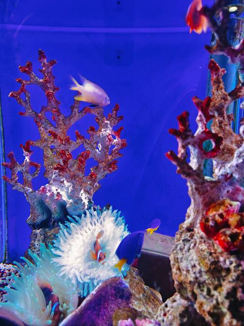 海底动态图片大全_海底世界动态图片_动态海底世界图片大全下载