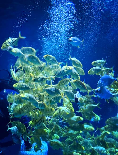 海底动态图片大全_海底世界动态图片_动态海底世界图片大全下载