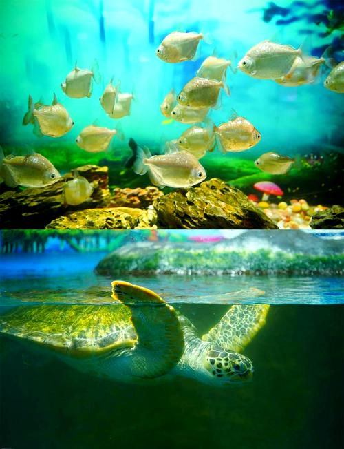 动态海底世界图片大全下载_海底动态图片大全_海底世界动态图片