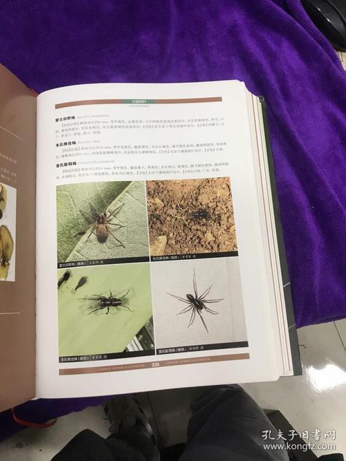 口袋双子星图鉴安卓_口袋双子星图鉴_口袋图鉴4.16