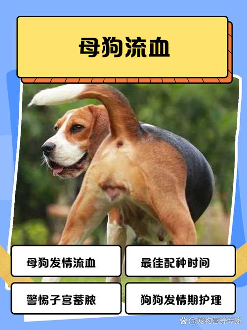 狗之血 深入探讨狗血话题：从血液生理到健康预警，你了解多少？