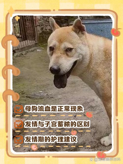 血狼犬_血狗是什么意思_狗之血