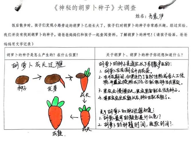 探秘胡萝卜农场：种子选择要点及管理中的困难与应对