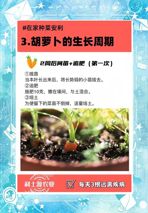 萝卜农场放单平台_胡萝卜农场_萝卜农场图片