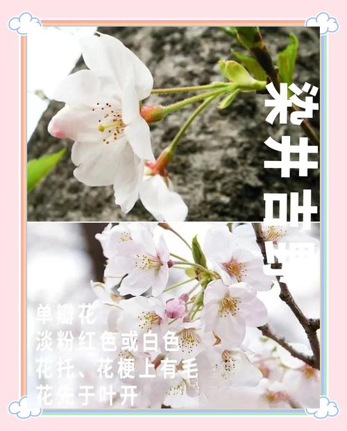 探秘sakura99：充满诗意与浪漫的网络代号背后的故事