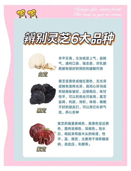 探秘灵芝种类繁多的特色与功效，你了解多少？