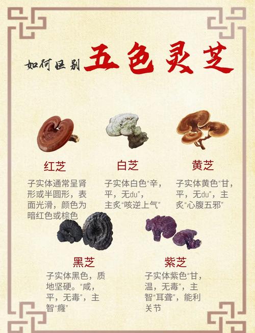 灵芝味苦吗正常吗_百味灵芝_灵芝味道怎么样