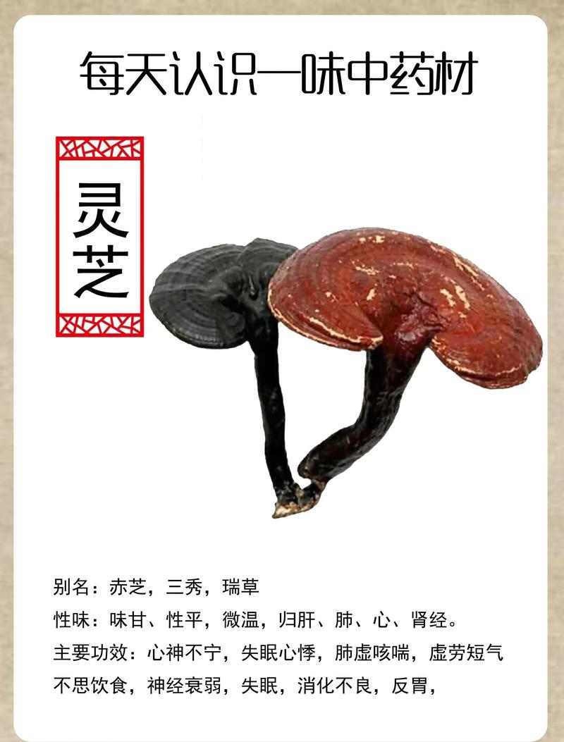 灵芝味道怎么样_百味灵芝_灵芝味苦吗正常吗