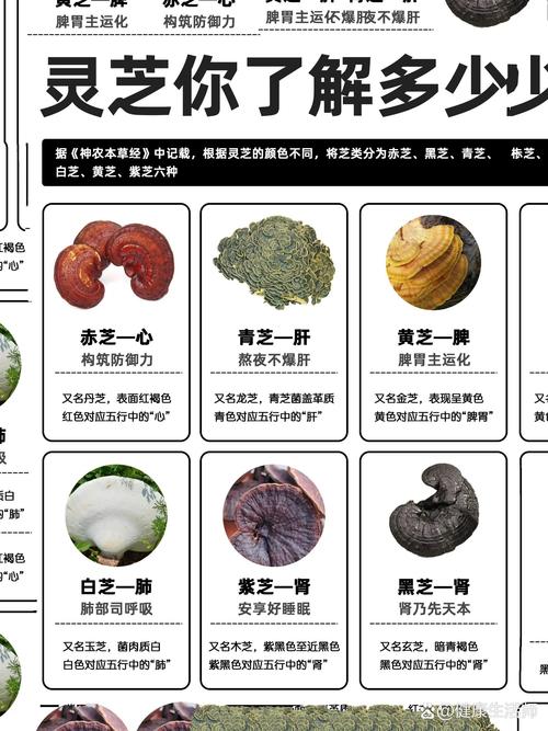 百味灵芝_灵芝味道怎么样_灵芝味苦吗正常吗
