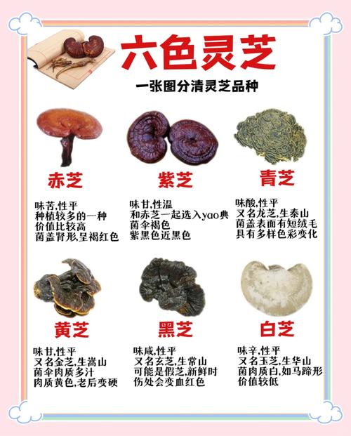 百味灵芝_灵芝味苦吗正常吗_灵芝味道怎么样