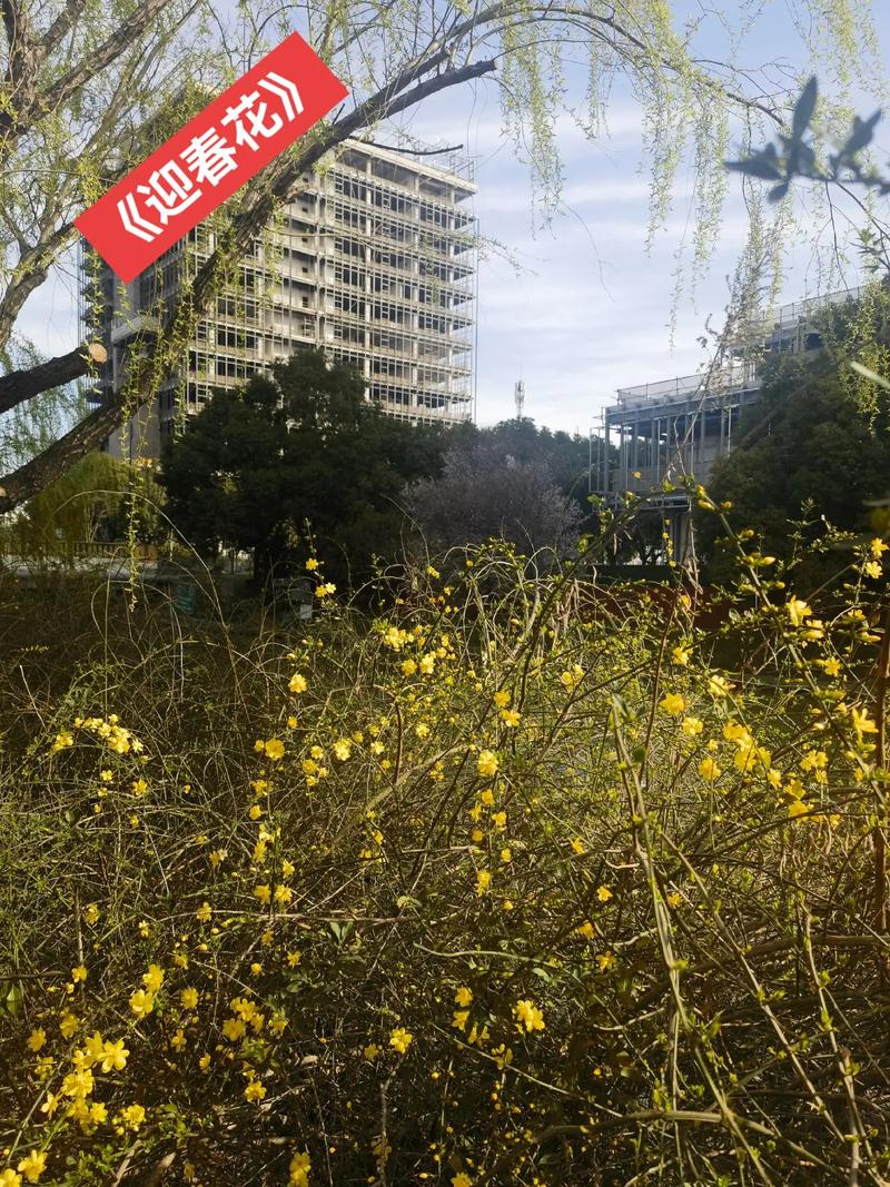 春回大地百花盛开时，探秘cc炎狼门派的独特魅力与历史渊源