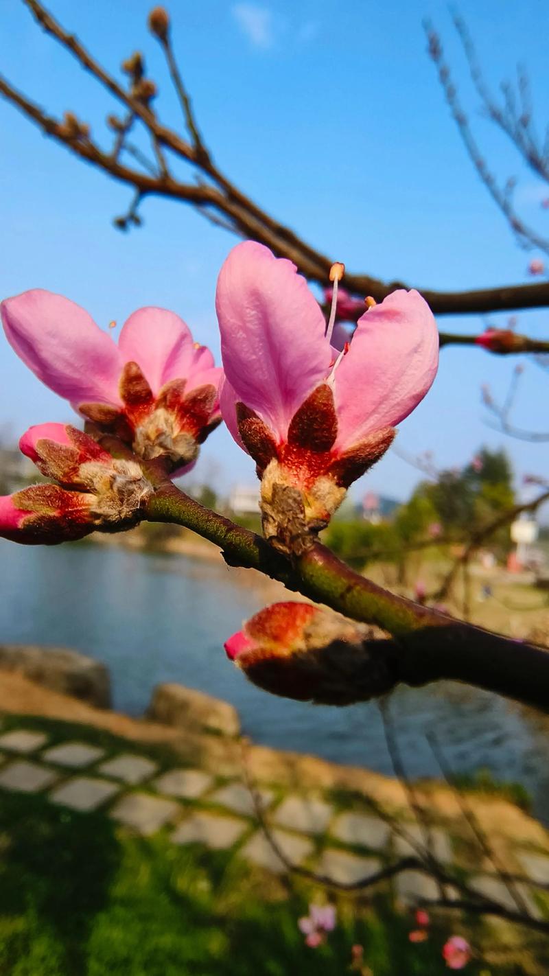 春暖cc炎狼门派_春暖炎狼广场_春暖花开cc炎狼门派
