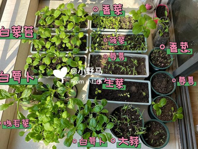 qq农场种什么升级_qq农场种子经验排名_qq农场种什么升级快
