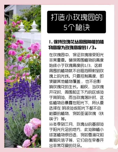 玫瑰小镇玫瑰图鉴_玫瑰小镇登录_玫瑰小镇登陆