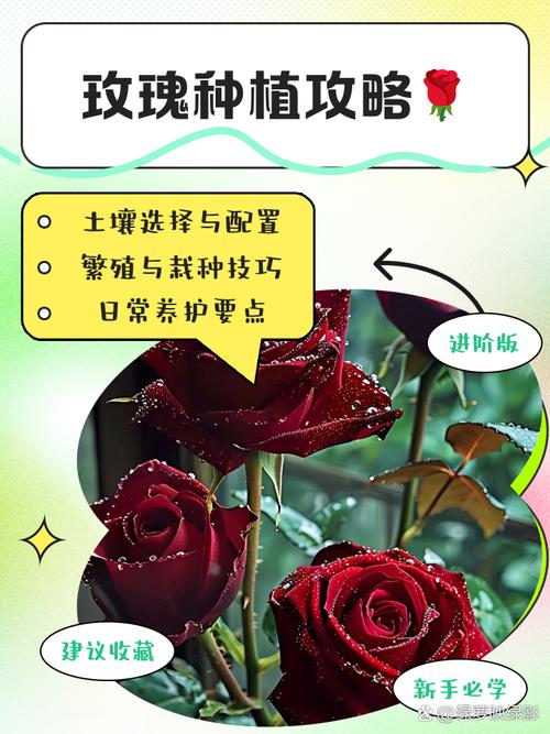 玫瑰小镇登录_玫瑰小镇登陆_玫瑰小镇玫瑰图鉴