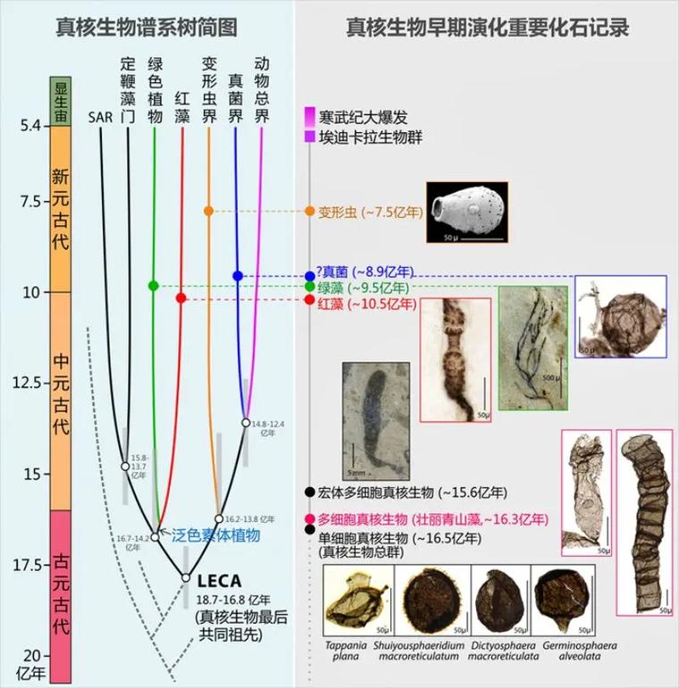 化石龙兽_化石幼兽_化石宠物