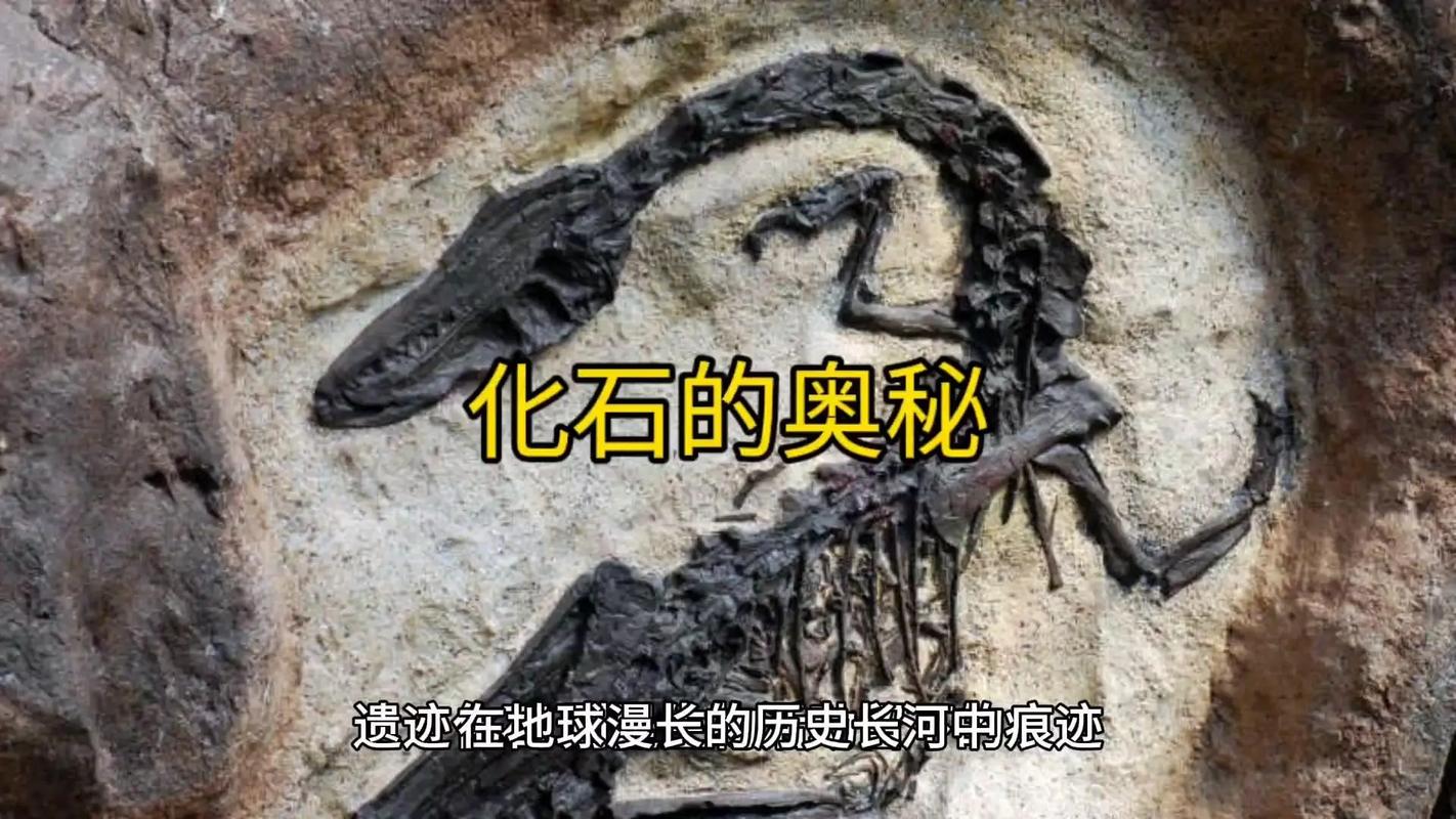 化石宠物_化石龙兽_化石幼兽