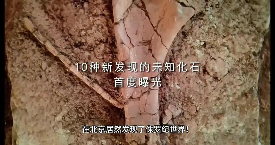 侏罗纪化石科加斯：揭开生物演化面纱，探寻古代生命秘密？