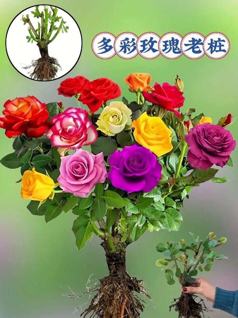 玫瑰小镇嫁接技术大揭秘！掌握技巧收获珍稀玫瑰与丰厚回报