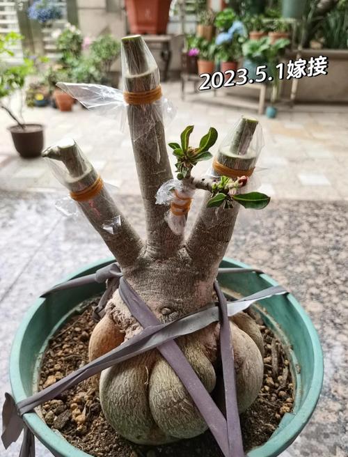 玫瑰小镇嫁接攻略_玫瑰小镇种什么花魅力多_玫瑰小镇的玫瑰怎么种植