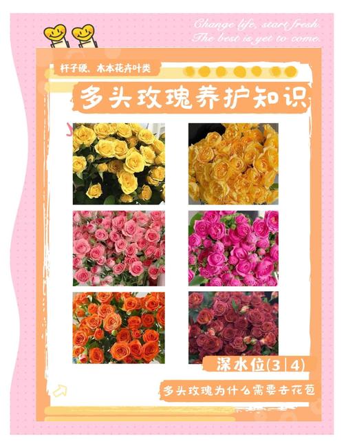 玫瑰小镇的玫瑰怎么种植_玫瑰小镇种什么花魅力多_玫瑰小镇嫁接攻略