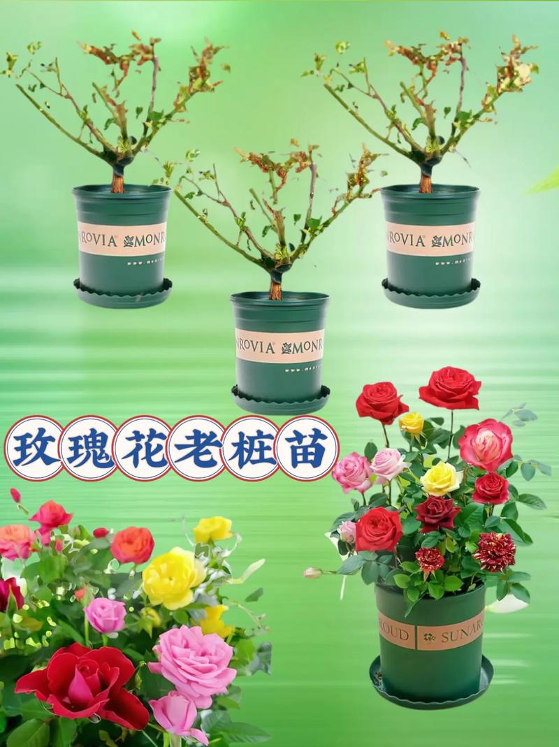 玫瑰小镇的玫瑰怎么种植_玫瑰小镇种什么花魅力多_玫瑰小镇嫁接攻略