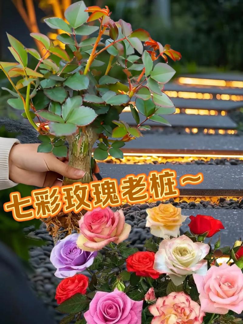 玫瑰小镇种什么花魅力多_玫瑰小镇嫁接攻略_玫瑰小镇的玫瑰怎么种植