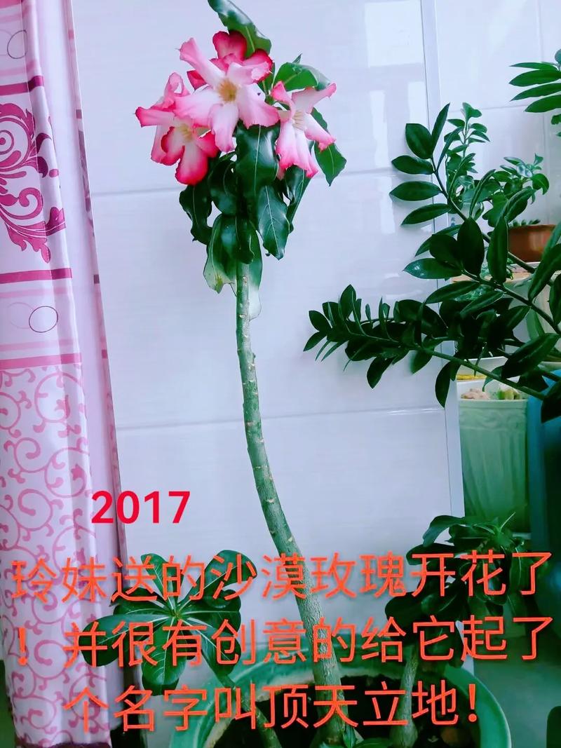 玫瑰小镇种什么花魅力多_玫瑰小镇的玫瑰怎么种植_玫瑰小镇嫁接攻略