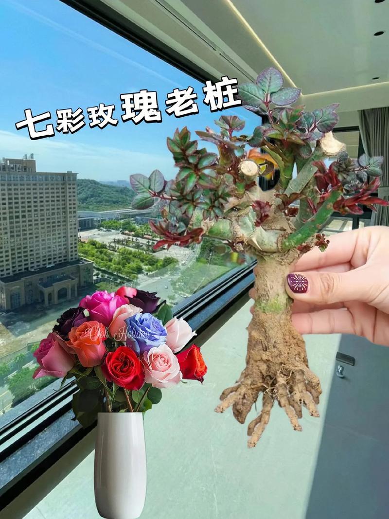 玫瑰小镇种什么花魅力多_玫瑰小镇嫁接攻略_玫瑰小镇的玫瑰怎么种植
