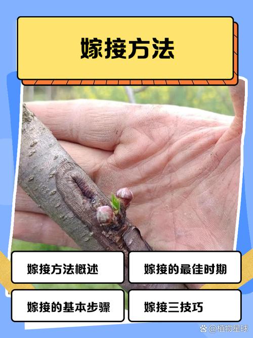 玫瑰小镇嫁接攻略_玫瑰小镇的玫瑰怎么种植_玫瑰小镇种什么花魅力多