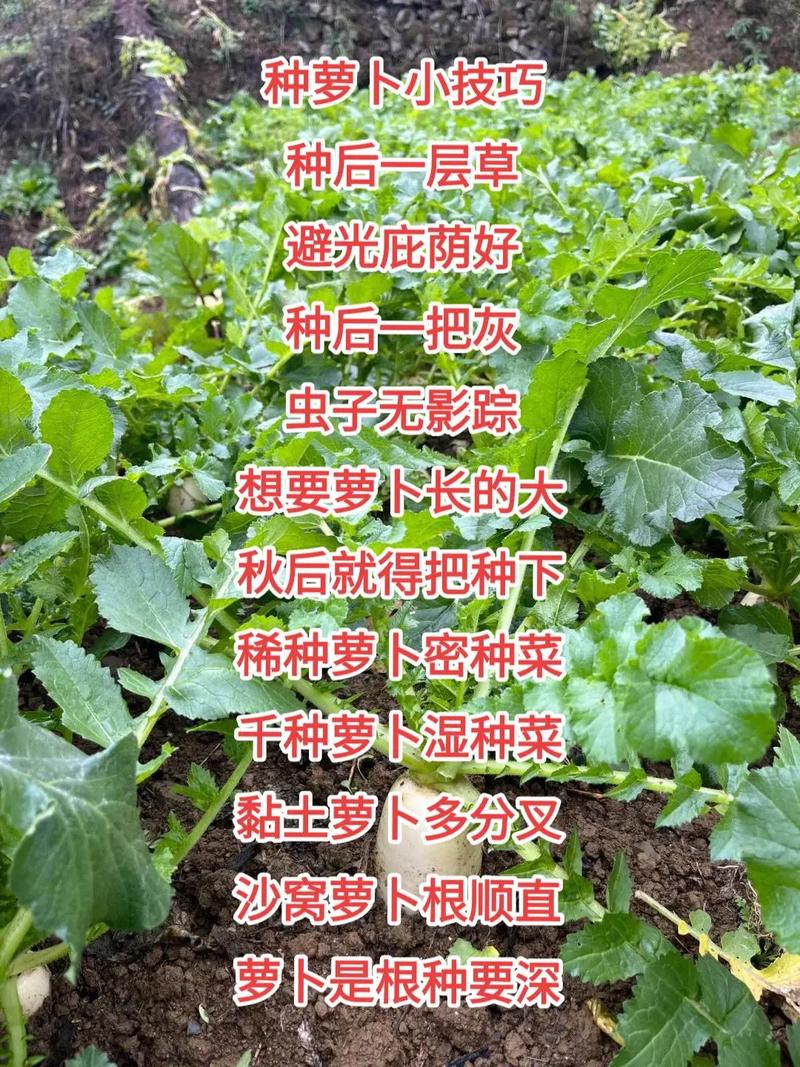 农场刷经验最快方法_qq农场怎么刷经验_2021qq农场快速刷经验