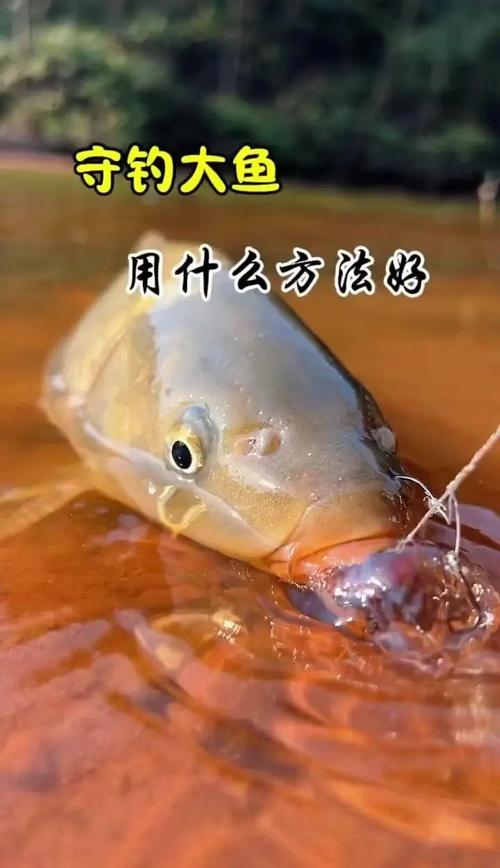 钓鱼天下无双怎么用_钓鱼天下3D破解版_天下钓鱼