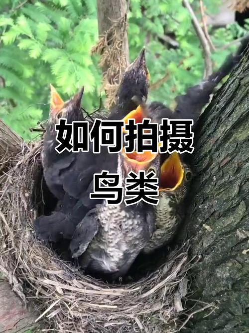 疯狂猎鸟 攻略_疯狂猎鸟最新破解版_疯狂猎鸟游戏