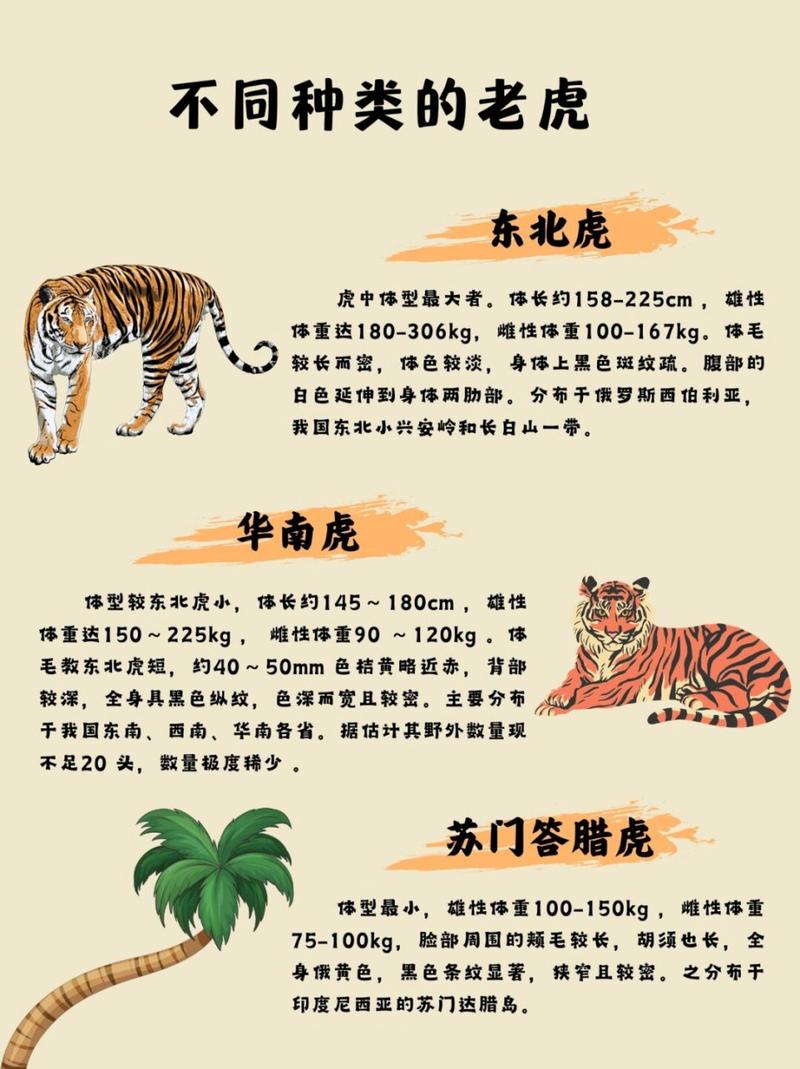 老虎宝典最新版下载_老虎宝典地图APP_老虎宝典
