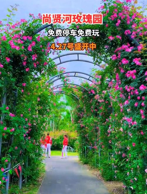 轻松进入玫瑰小镇：享受园艺乐趣，开启种植冒险之旅