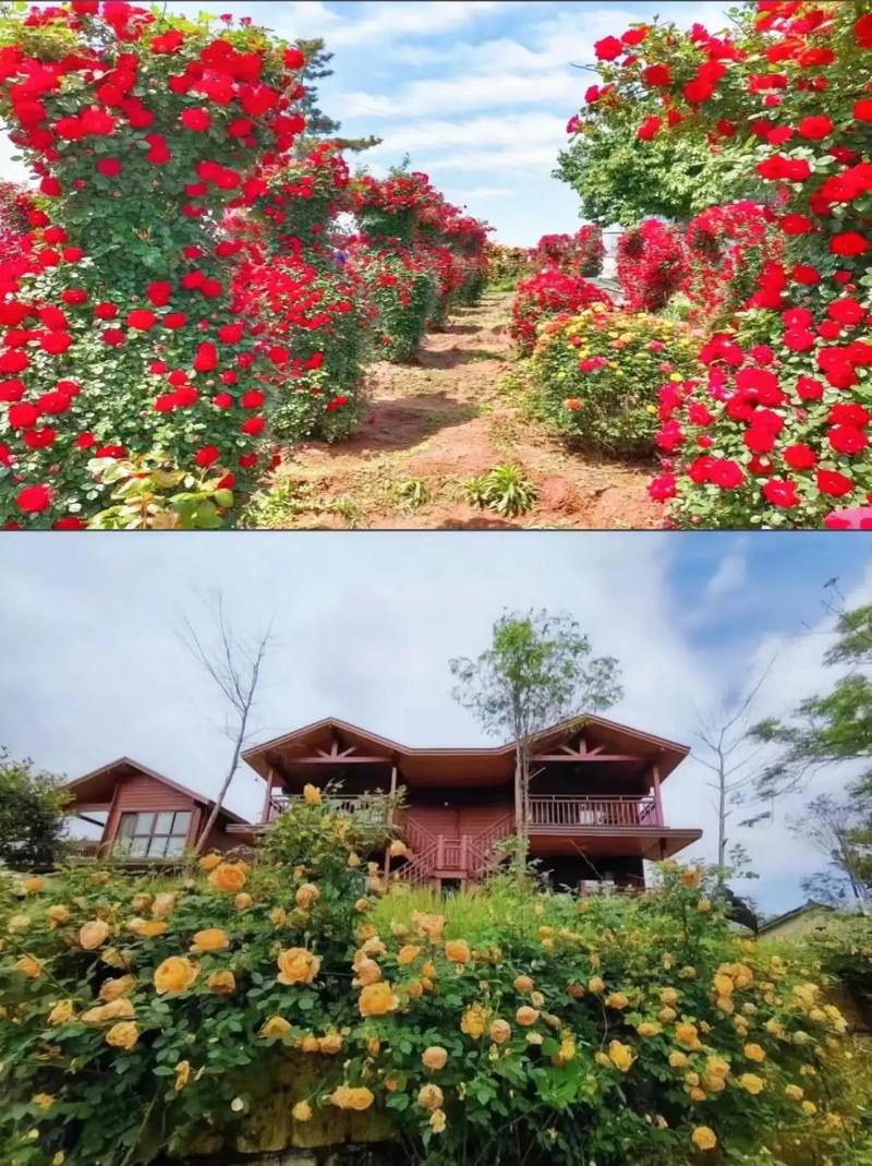 玫瑰小镇经验最高的花_玫瑰小镇怎么进去_怎么进入玫瑰小镇