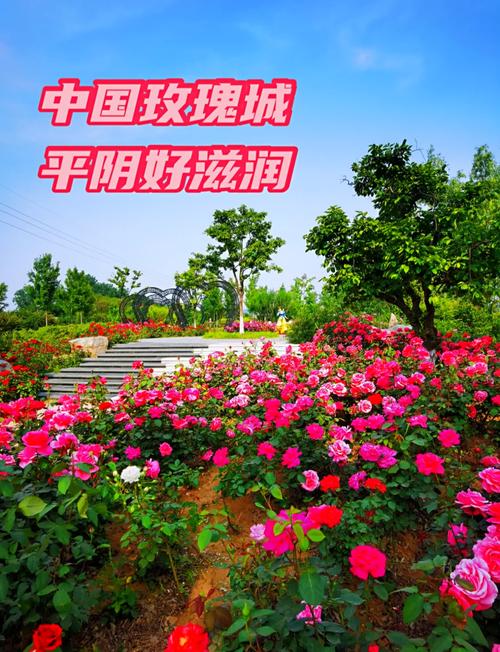 怎么进入玫瑰小镇_玫瑰小镇经验最高的花_玫瑰小镇怎么进去
