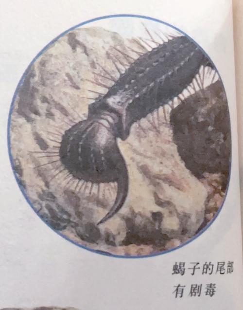 致命蝎刺的奥秘：蝎子毒液成分与危害全解析，警惕生活中的隐藏杀手