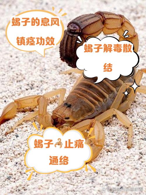 致命蝎刺_致命蝎刺在哪里学_致命蝎刺评测