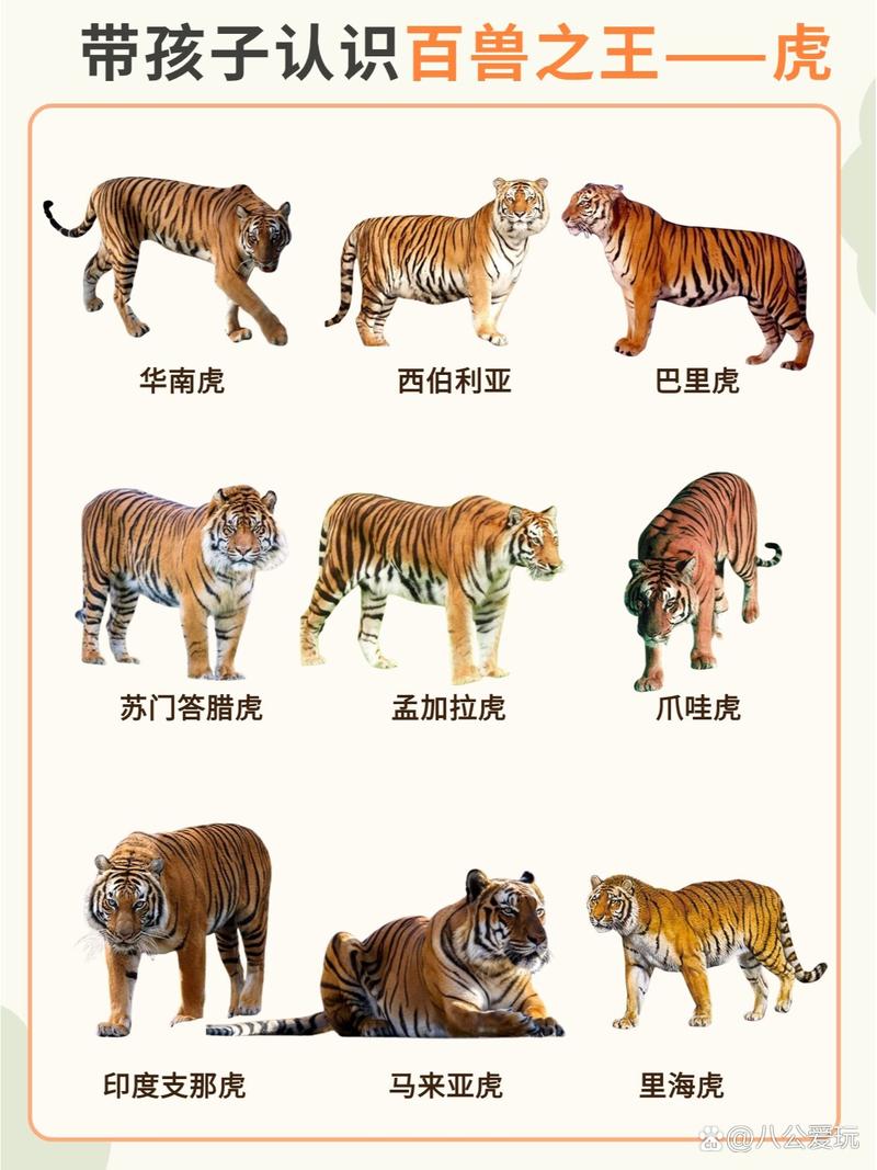 老虎宝典下载_老虎宝典地图APP_老虎宝典