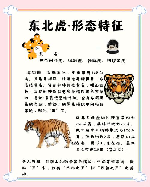 老虎宝典下载_老虎宝典_老虎宝典地图APP
