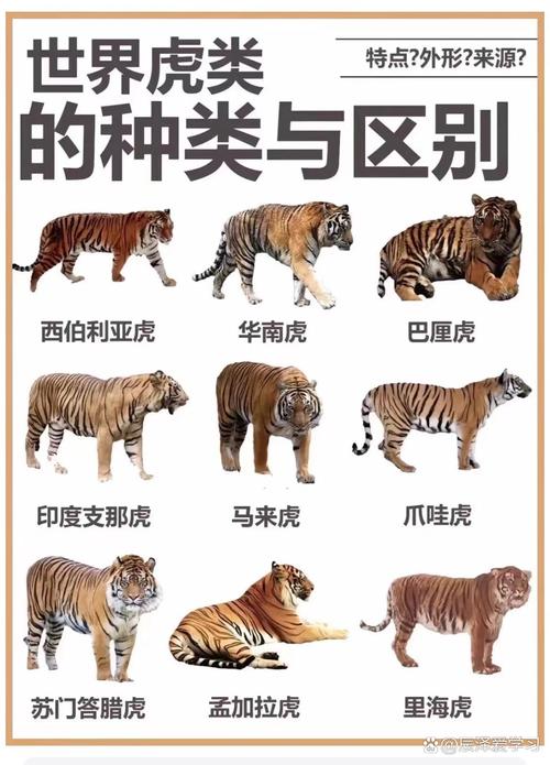 老虎宝典下载_老虎宝典地图APP_老虎宝典