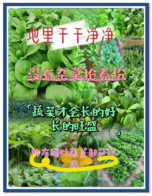 农场除草劳动课教案设计_农场除草机_qq农场除草