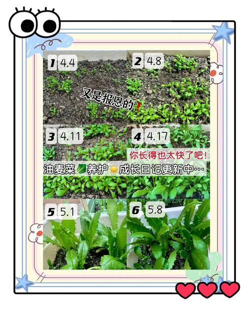农场升级到1000级怎样玩_农场种什么升级最快_农场等级怎么升级